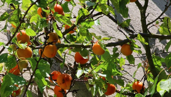 梦见吃杏子满树的杏子摘杏子吃是什么意思图3