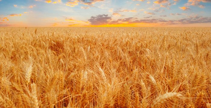 梦到收麦子什么意思，周公解梦梦见收麦子预示着什么图2