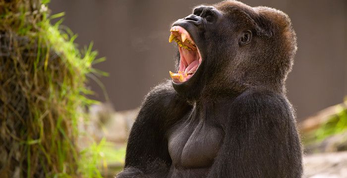 梦见大猩猩是什么意思，做梦梦见大猩猩是什么意思图1