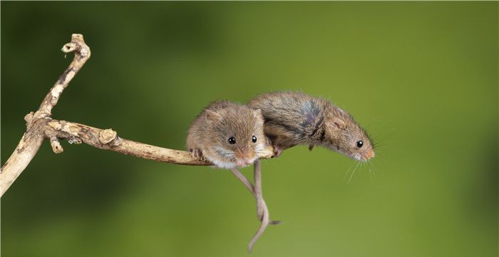 遗臭万年代表什么生肖，十二生肖哪个属相最聪明图2