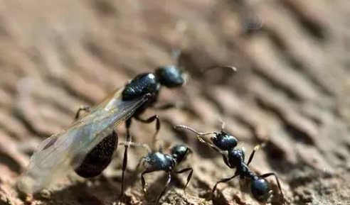 梦见蚂蚁成群是什么意思，做梦梦到蚂蚁成群是什么意思是好还是坏图3