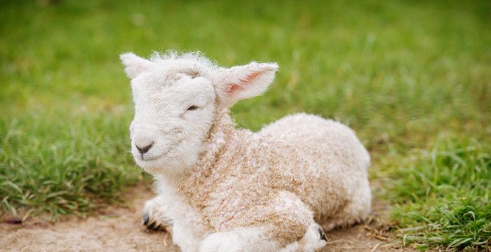 梦见一群羊有什么预兆吗，梦见一群白绵羊是什么意思图1