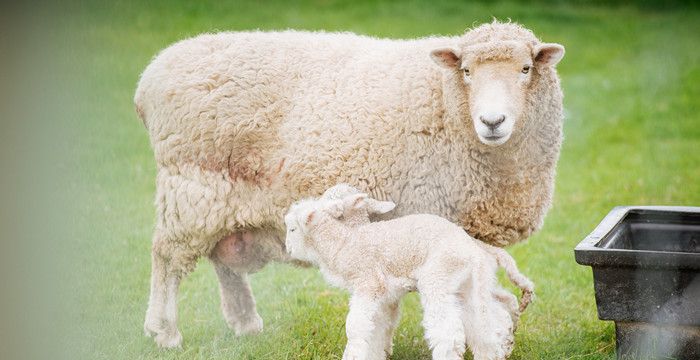 梦见一群羊有什么预兆吗，梦见一群白绵羊是什么意思图2