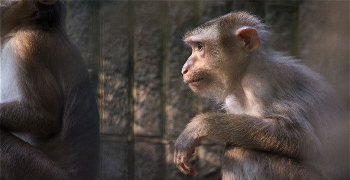 头脑最聪明的是哪个生肖，十二生肖最聪明的生肖男图2