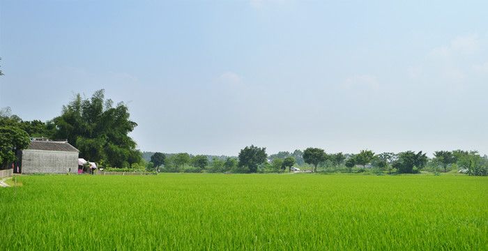 梦见绿油油的一片景象，梦到地里绿油油的庄稼是什么意思图1