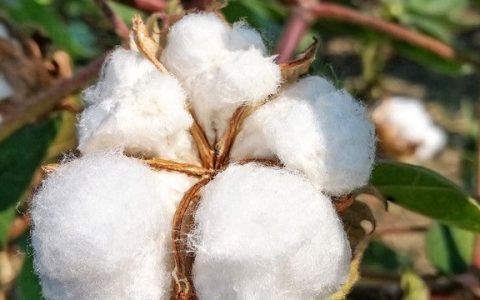 梦见拾棉花什么意思，梦见拾棉花是什么意思?