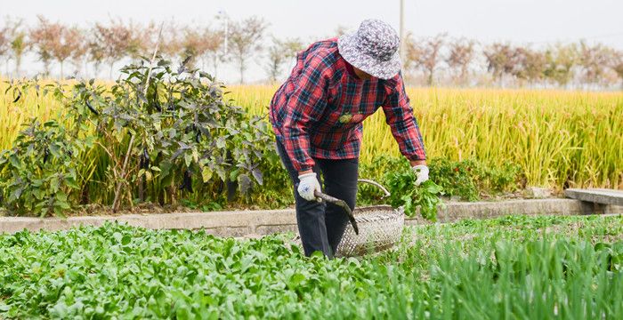 梦见挖野菜没能找到，梦见和人拨野菜田里没有水图1