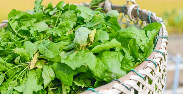 梦见挖野菜没能找到，梦见和人拨野菜田里没有水图2