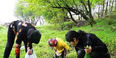 梦见挖野菜没能找到，梦见和人拨野菜田里没有水图3