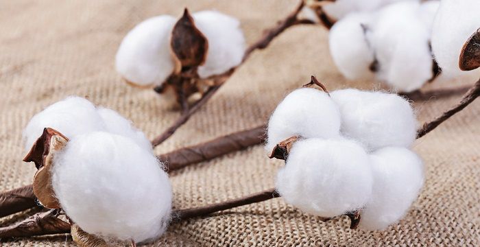 梦见摘棉花是什么意思，梦到在棉花地里摘棉花并吃瓜图1