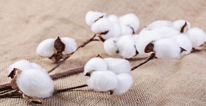 梦见摘棉花是什么意思，梦到在棉花地里摘棉花并吃瓜图2