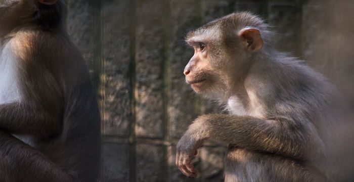 梦见一群猴子的预兆，梦见好多猴子是什么意思图1