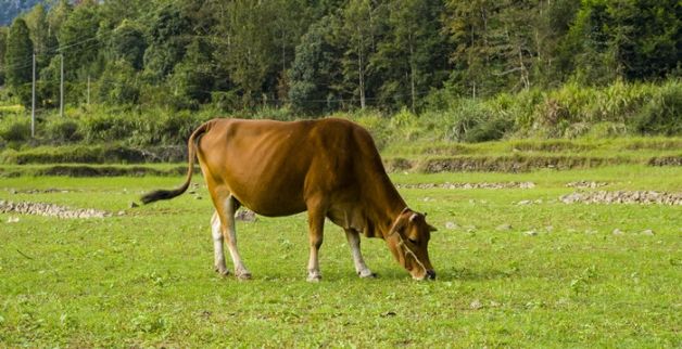梦见牛在犁地是什么意思，梦见自己用牛在犁地什么意思图2