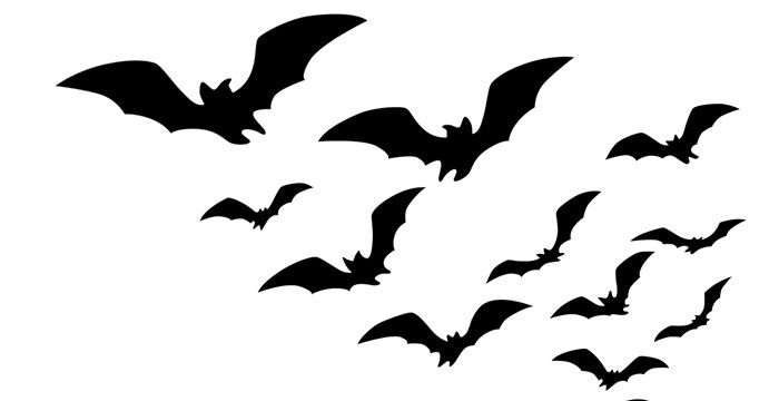梦见蝙蝠进屋有什么预兆图1