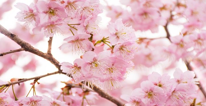 女人梦见粉色花树，梦见树上开粉色的花有何寓意 预兆什么图2