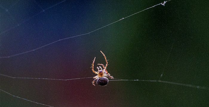 梦见红色的蜘蛛，梦见红色蜘蛛是什么预兆图1