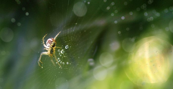 梦见红色的蜘蛛，梦见红色蜘蛛是什么预兆图2