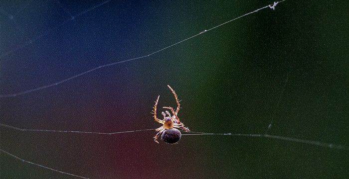 梦见蜘蛛网缠我身，梦见蜘蛛网缠身是什么意思网在头上图2