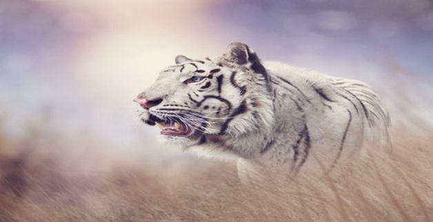 梦见白虎什么意思，梦见白老虎是什么意思图2
