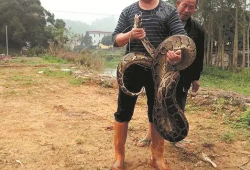 女人梦见很长很粗的蛇,女人梦见一条粗粗的大白蛇追我图1