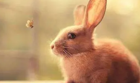 梦见自己亲手抓到兔子，梦见自己抓到一只兔子是什么意思图3