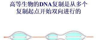 dna复制方向,DNA复制的方向是什么图1