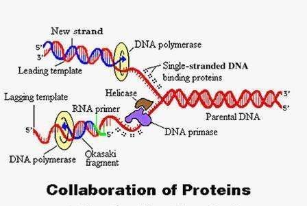 dna复制方向,DNA复制的方向是什么图2