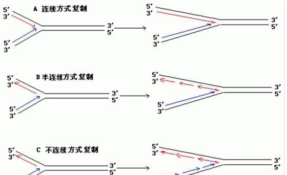 dna复制方向,DNA复制的方向是什么图3