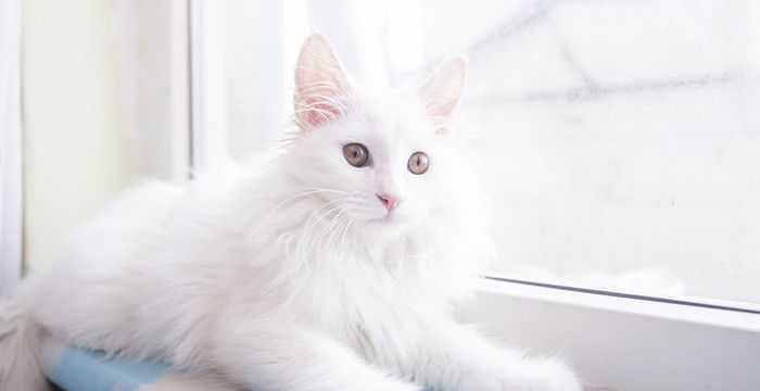 梦见大白猫是什么意思，女人梦见白色的猫是什么意思图1