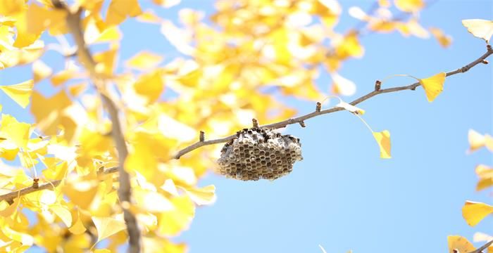 女人梦见蜂窝和蜂儿，梦见金色蜂窝和很多蜜蜂的预兆是什么图1