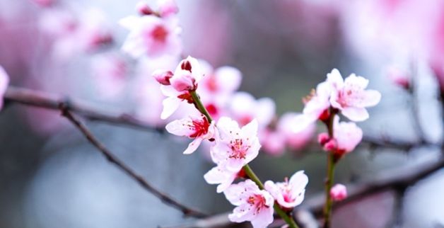 梦见一大片桃花林盛开，梦见满山桃花盛开是什么意思图2