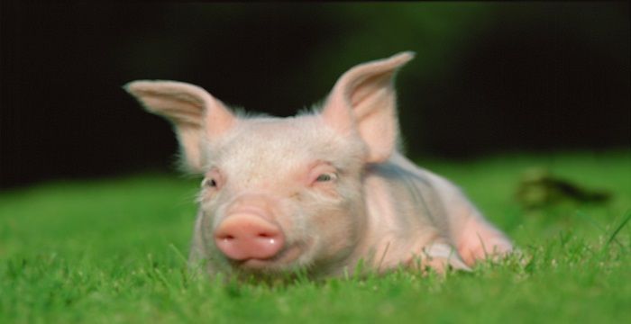 梦见一头猪是什么意思，梦见一头猪是什么预兆图1