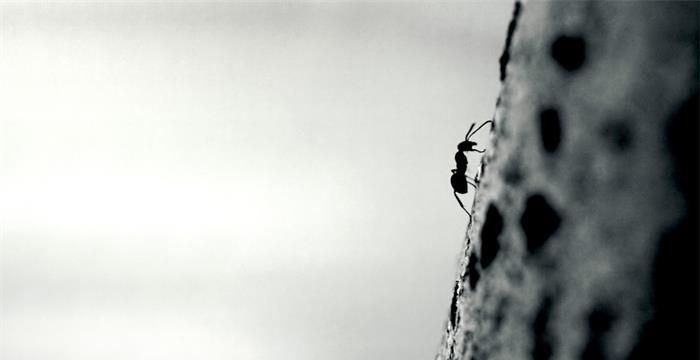 梦见密密麻麻的黑蚂蚁图2