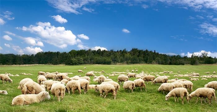 梦见一群羊是什么预兆，梦见一群绵羊周公解梦图1