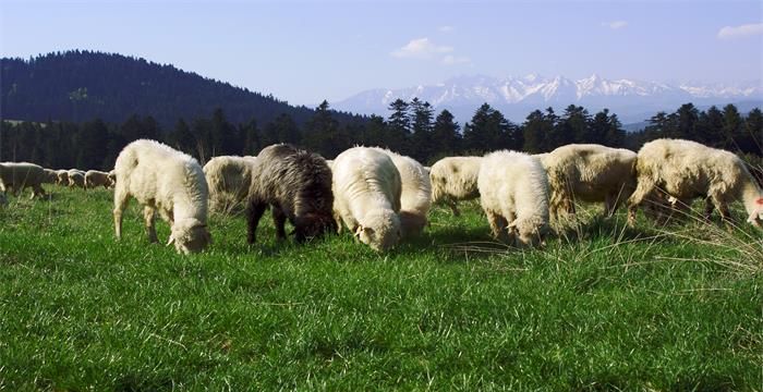 梦见一群羊是什么预兆，梦见一群绵羊周公解梦图2