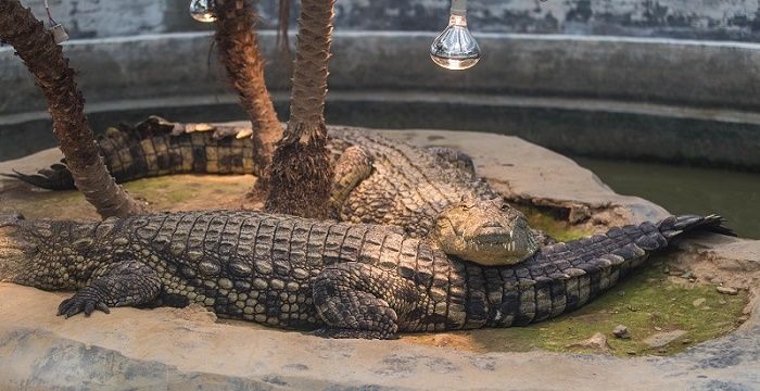 梦见被鳄鱼咬，梦见被鳄鱼追着咬有啥预兆图2