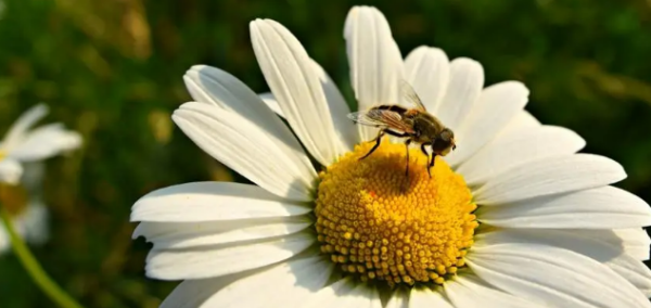 梦见密密麻麻的蜜蜂，梦见蜜蜂成群密密麻麻在家里筑巢图3