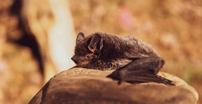 梦见一只黑色的蝙蝠图1