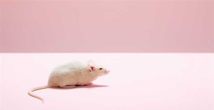 梦见白老鼠是什么征兆，孕妇梦见白色老鼠什么预兆图1