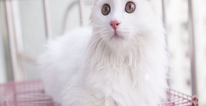 梦见白色的猫什么预兆，梦见大白猫是什么预兆 女性图1