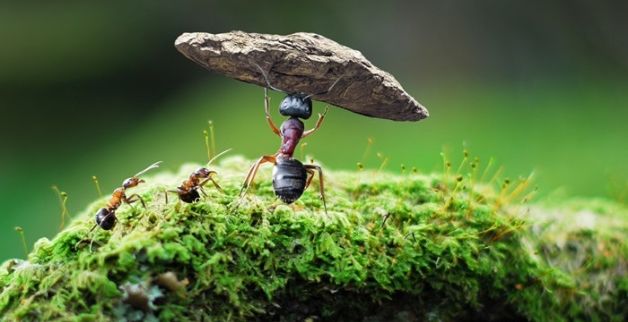 梦见很多蚂蚁预示着什么，做梦梦见很多蚂蚁是什么意思图1