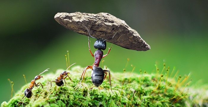梦到蚂蚁爬到身上是什么意思，怀孕梦到蚂蚁爬到身上是什么意思图2