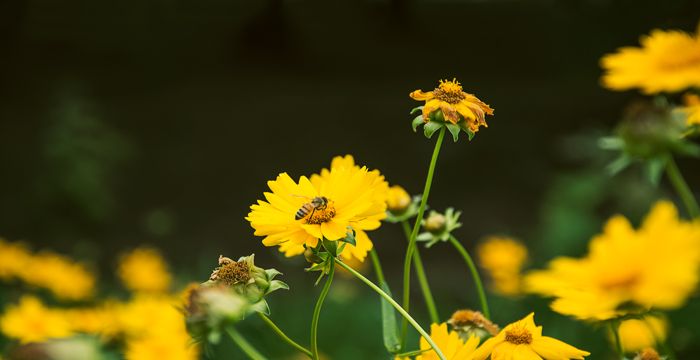 梦见黄花是什么意思，梦见好多黄花很漂亮图1