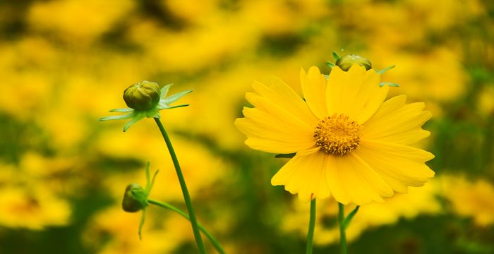 梦见黄花是什么意思，梦见好多黄花很漂亮图2