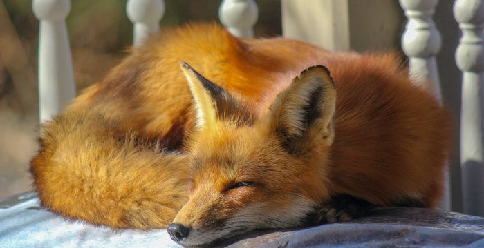 梦见红狐狸，梦见被红狐狸咬是什么意思图1