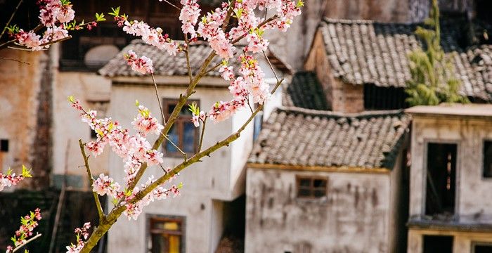 梦到桃花树上桃花盛开，梦见好多盛开的桃花树图1