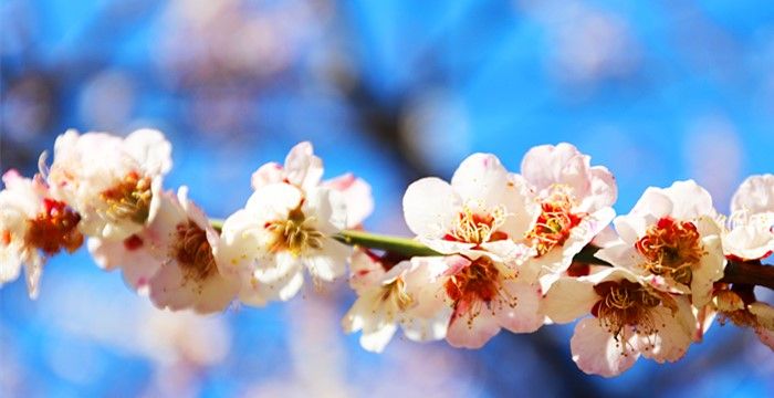 梦到桃花树上桃花盛开，梦见好多盛开的桃花树图2