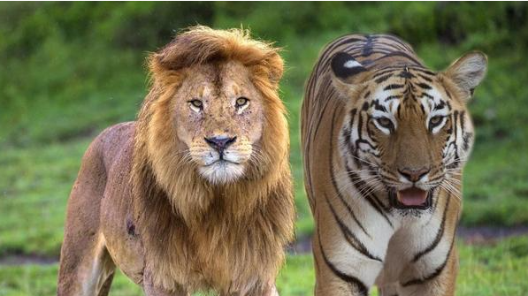 梦见狮子和老虎是什么预兆，梦见老虎和狮子是什么预兆 女性图3