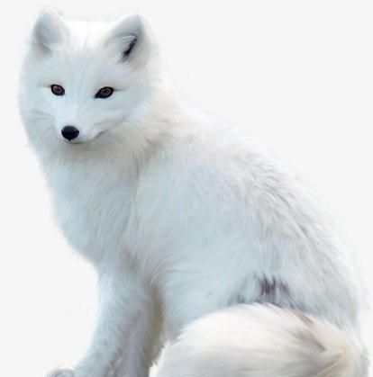 梦到白色狐狸图3