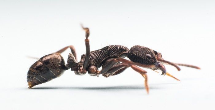 女人梦见好多蚂蚁在咬自己，女人梦见被蚂蚁咬是什么意思图2